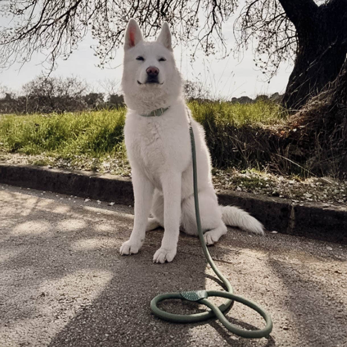 Laisse en polyamide et cuir