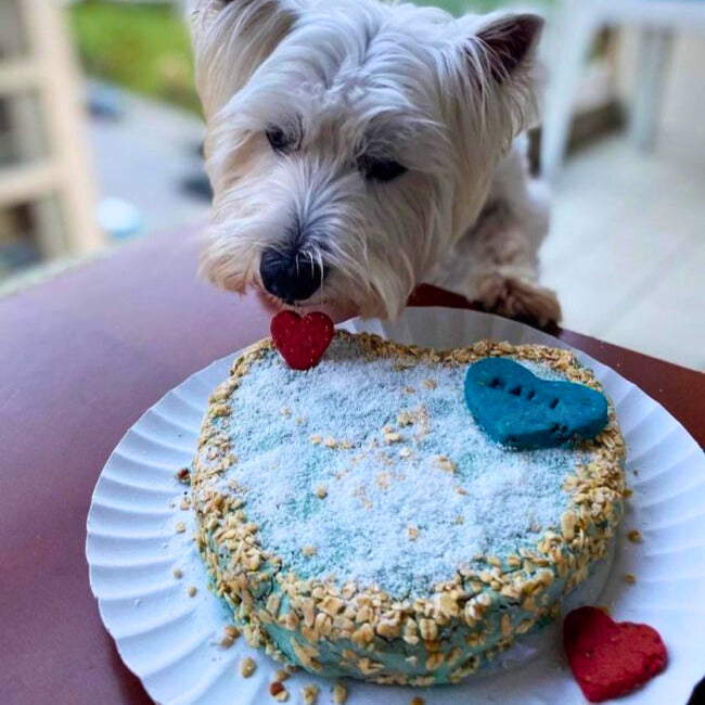 Coffret gâteau au krill à cuire pour chiens