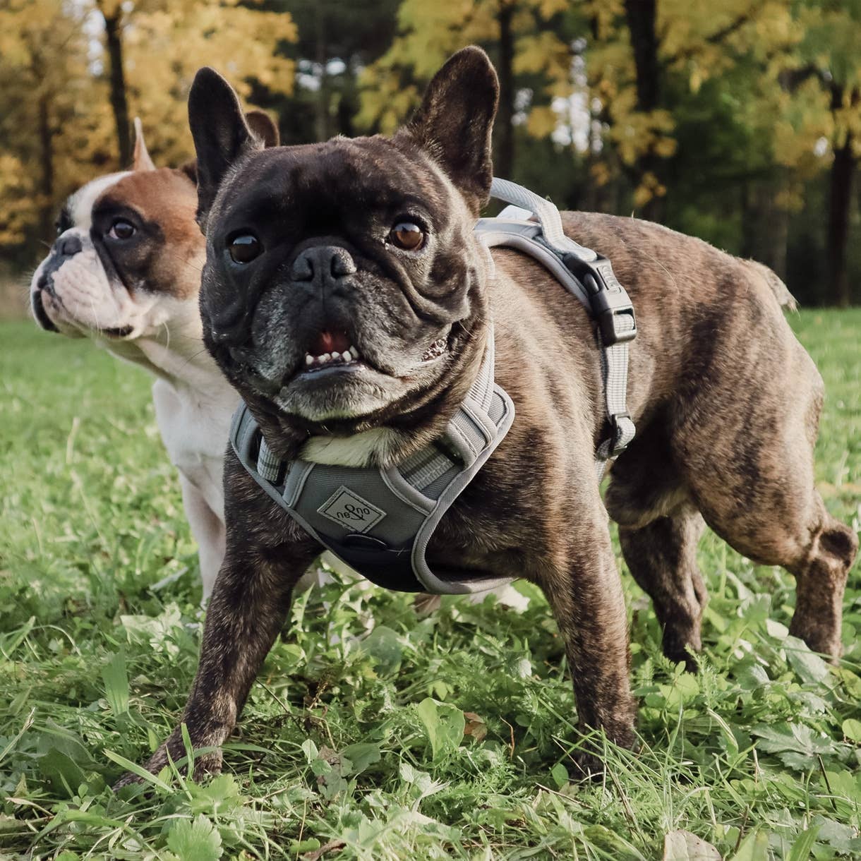 Harnais réfléchissant anti-traction