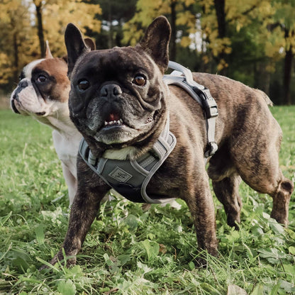 Harnais réfléchissant anti-traction