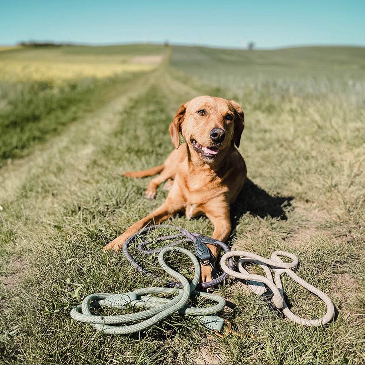 Laisse en polyamide et cuir