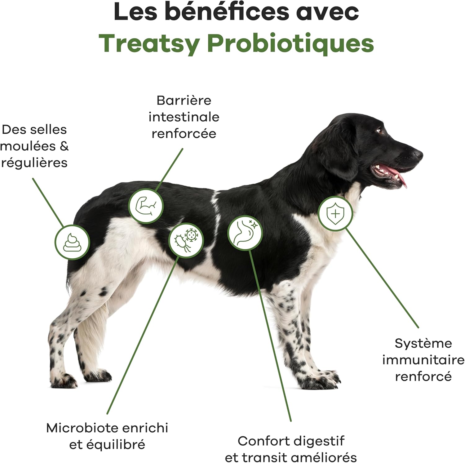 Complément alimentaire probiotiques au poulet pour chiens