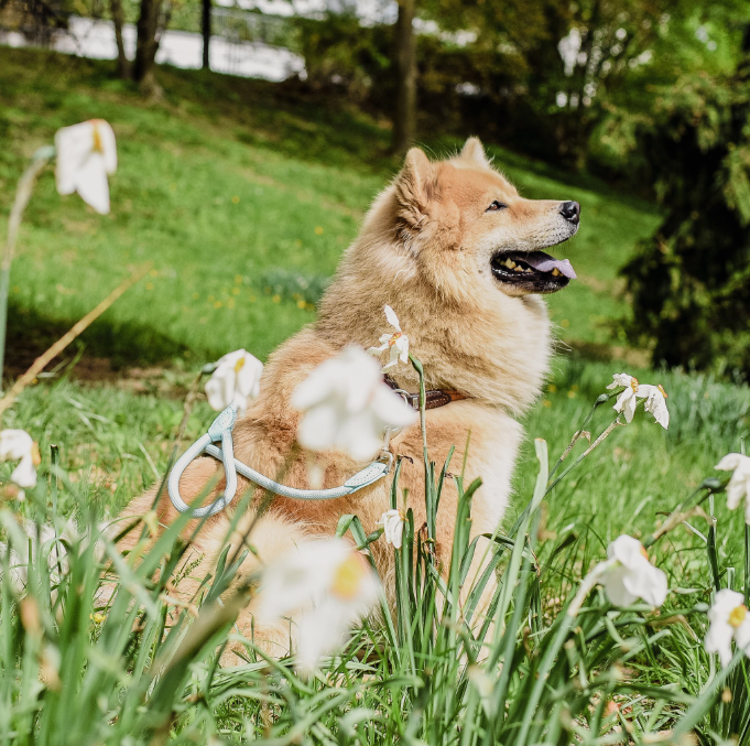 Laisse en polyamide et cuir