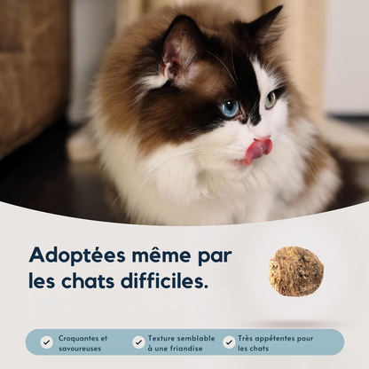 Croquettes boeuf & merlan bleu du Sud pour chats