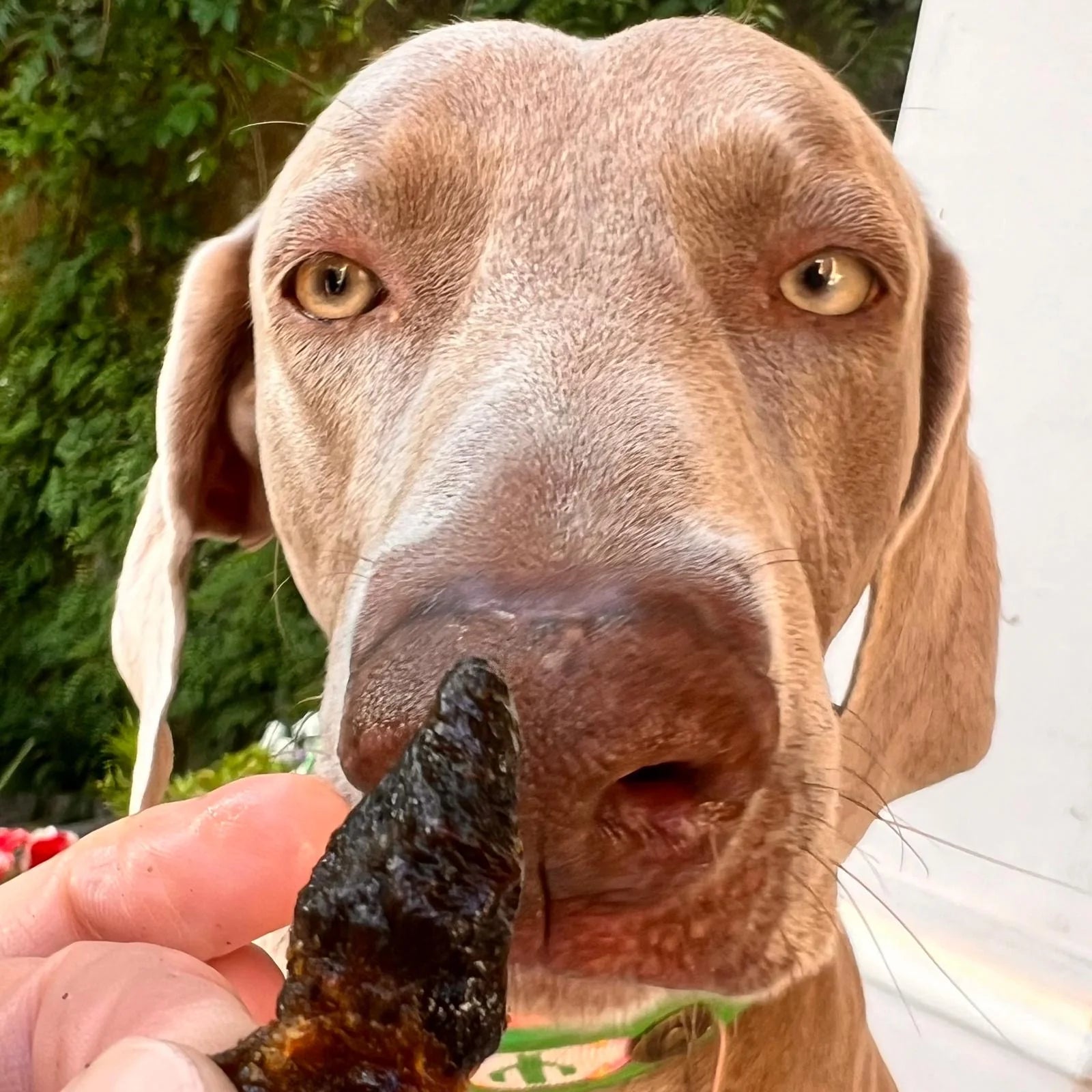 Cœurs de poulet séchés à l'air