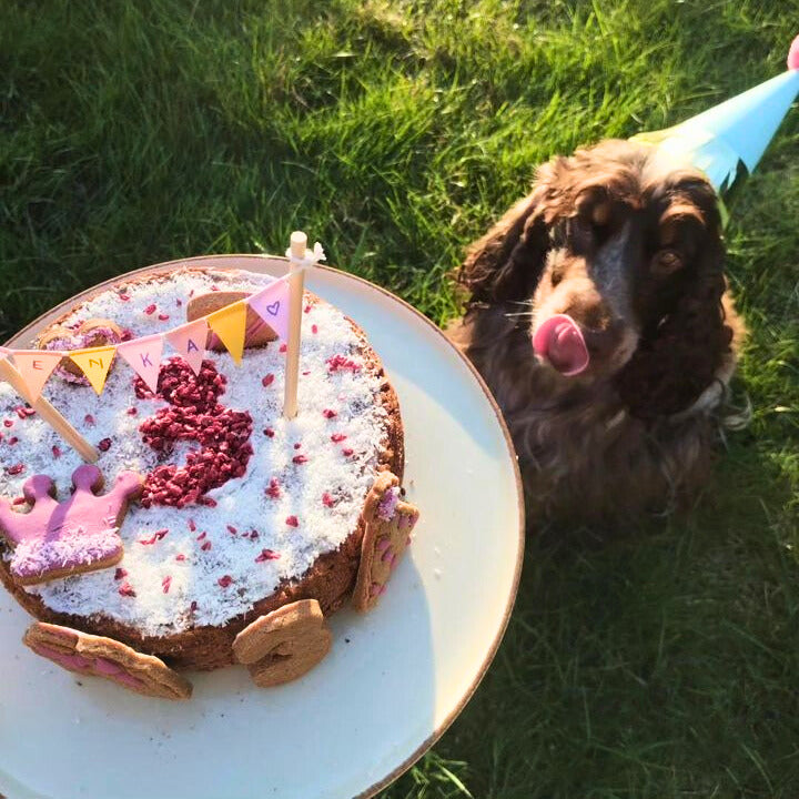 Coffret gâteau au krill à cuire pour chiens