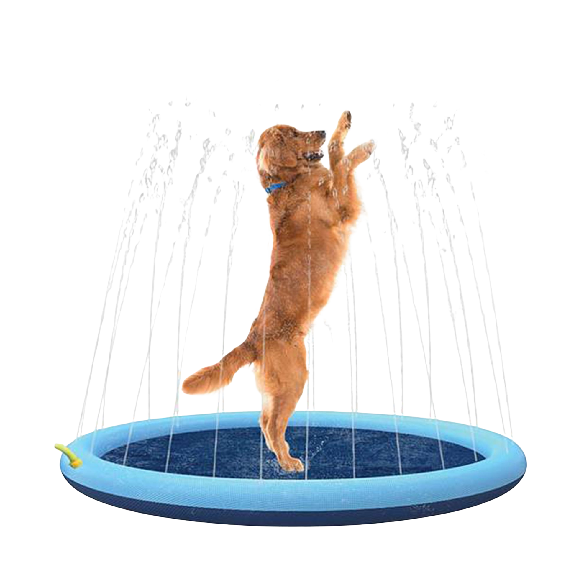Piscine à jets d’eau pour chiens