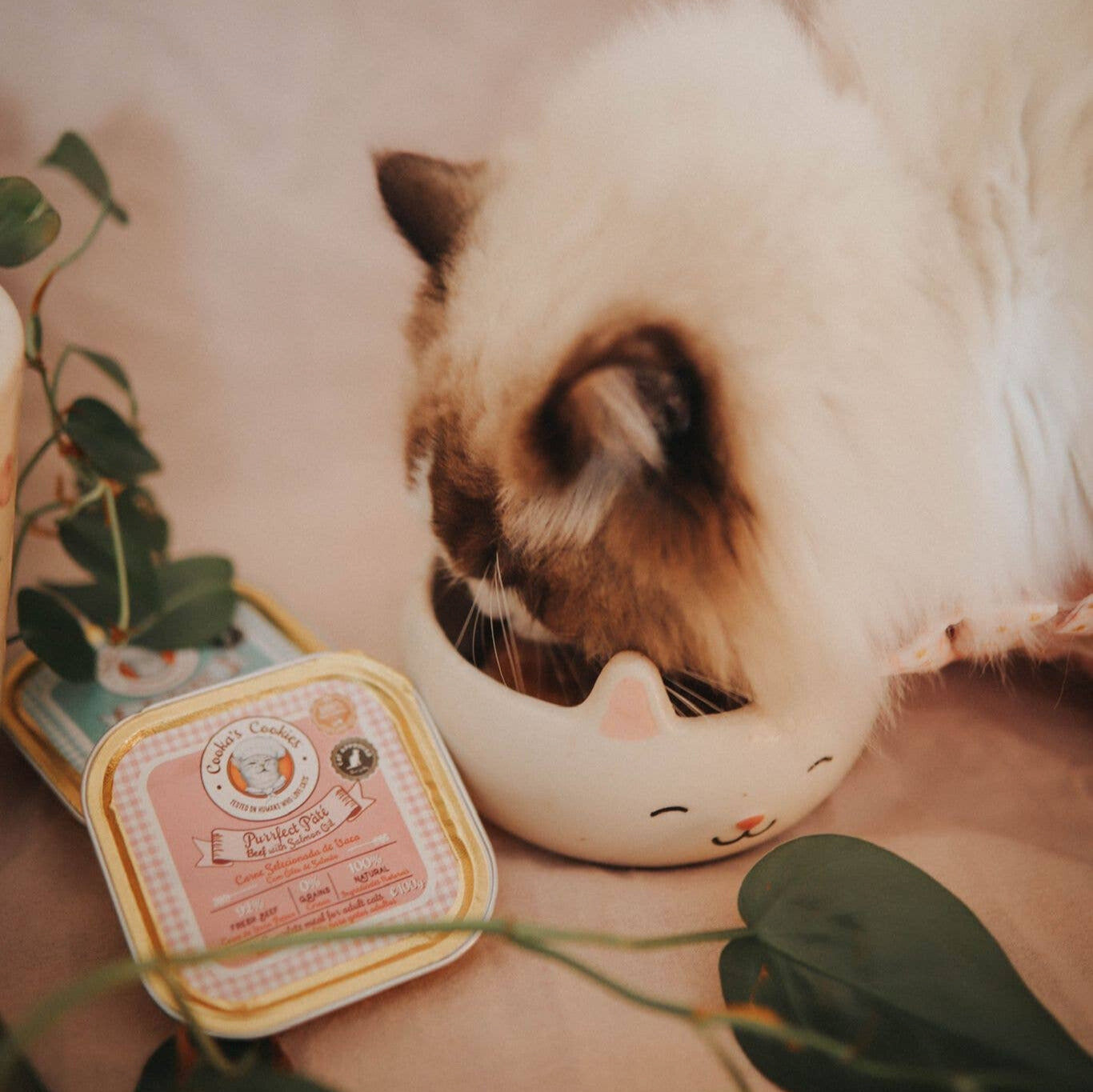 Pâté bœuf et huile de saumon