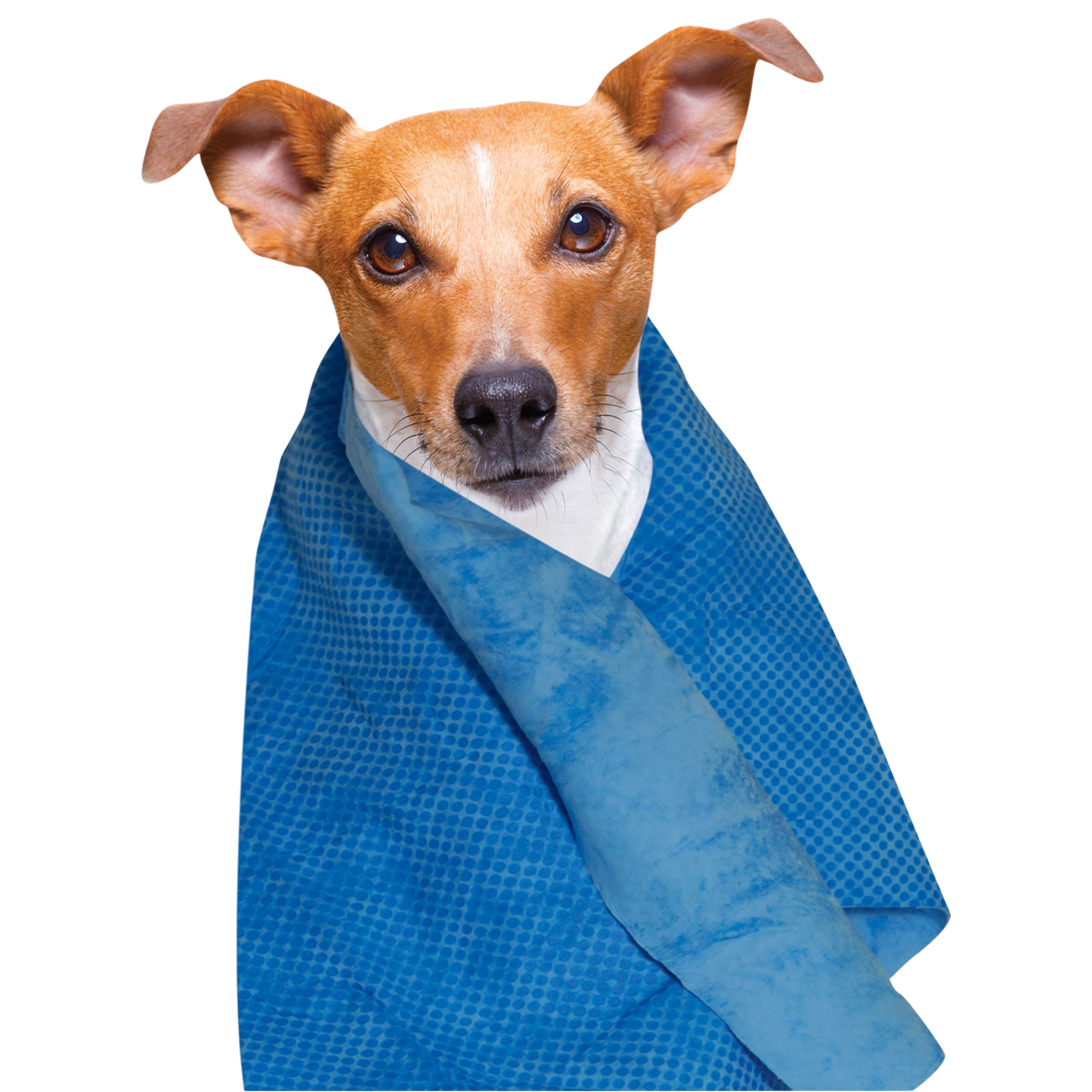 Serviette rafraîchissante pour chiens et chats