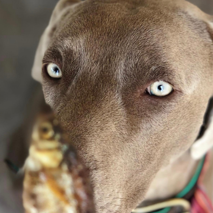 Petits poissons séchés pour chiens et chats