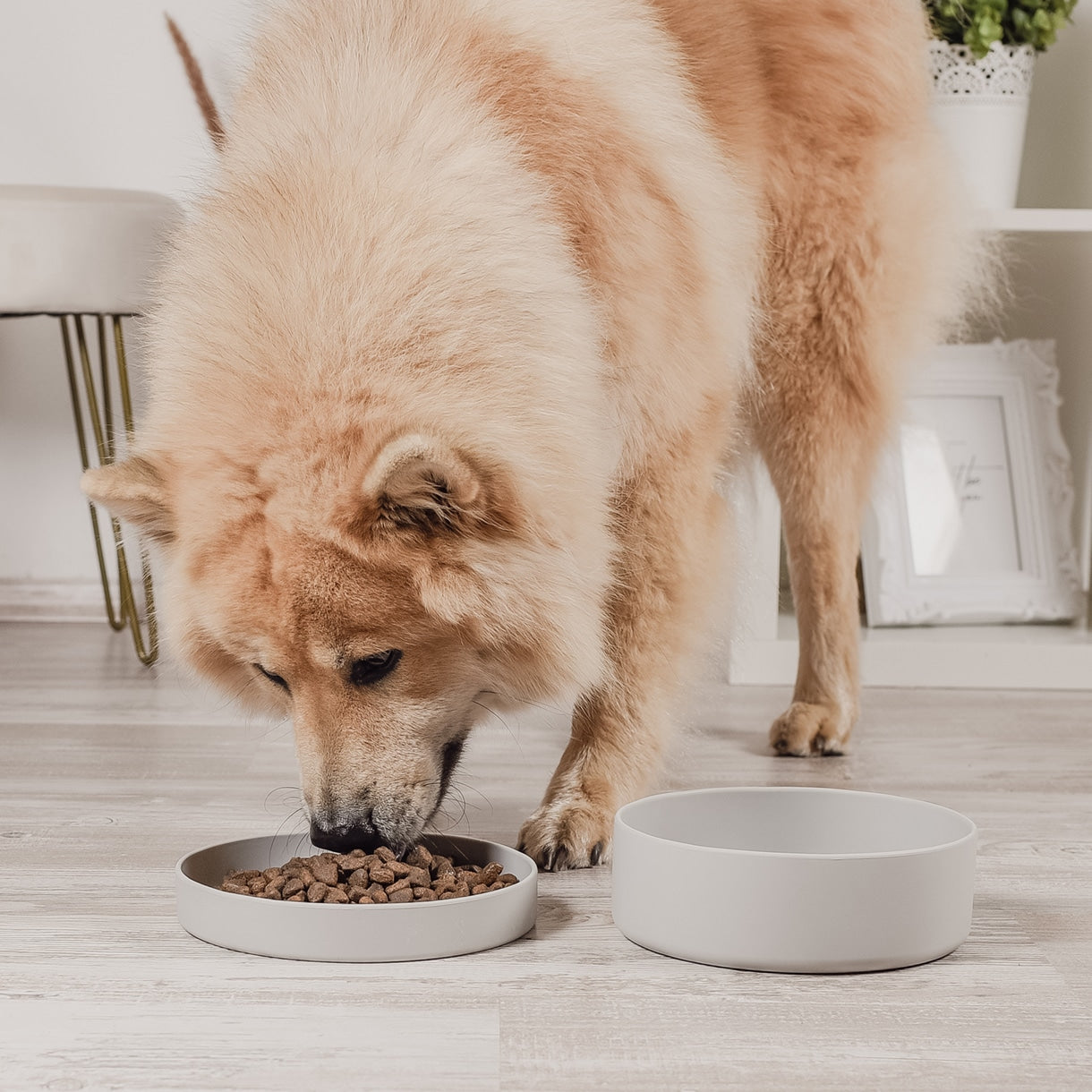 Gamelle en silicone avec couvercle