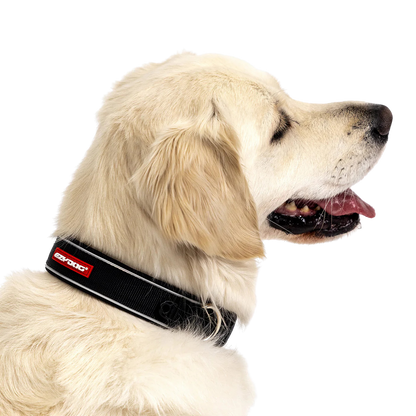 Collier Neo Classic en néoprène pour chiens