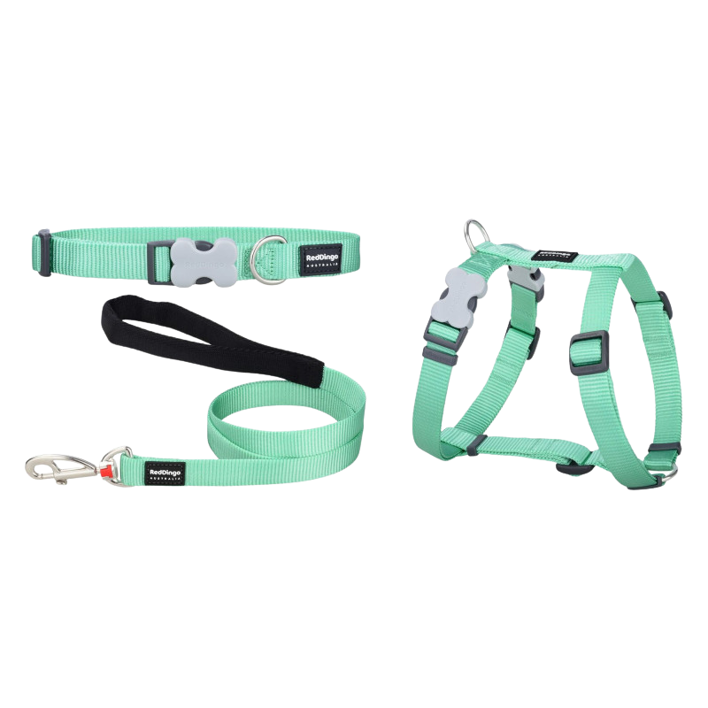Kit collier, harnais et laisse vert pastel pour chiots